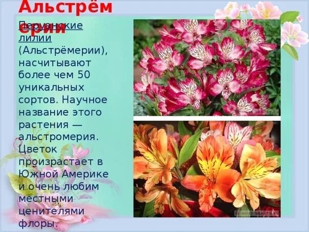 Как подрезать альстромерии. Альстромерия элеганс семена. цветы альстромерия семена. альстромерия семенами. альстромерии что символизируют.