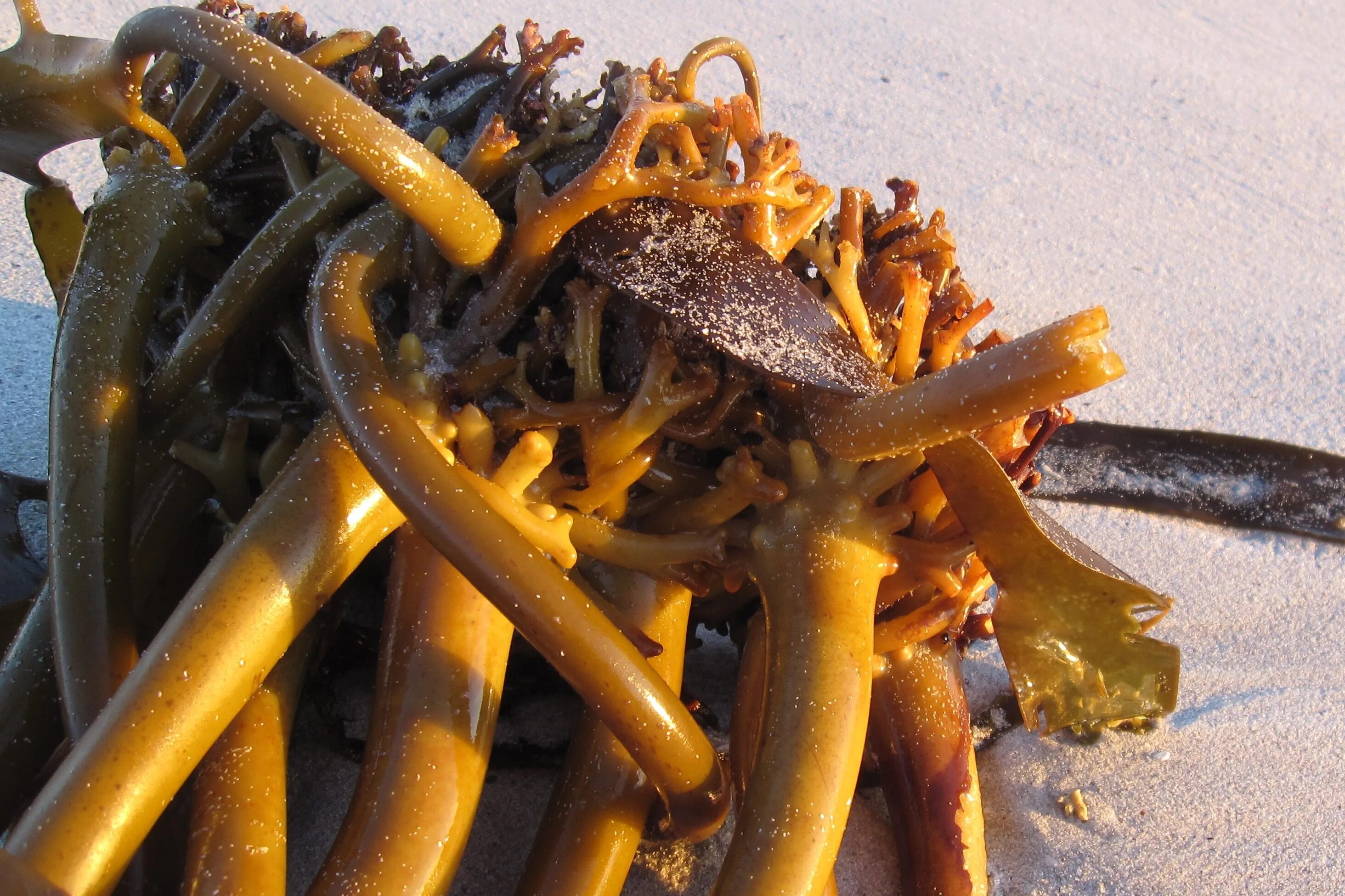 Черви в водорослях. Морские водоросли ламинария. Ламинария червь. Морские водоросли келп. Водоросли морская капуста.