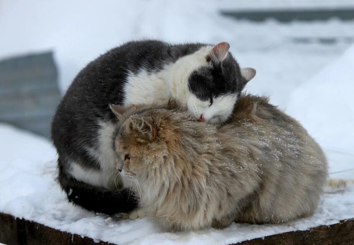 Тепло животных