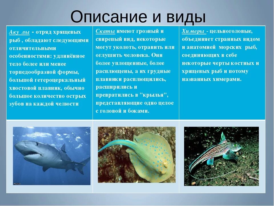 Особенности класса хрящевые рыбы. Отряд акулы общая характеристика. Класс хрящевые рыбы акулы. Хрящевые рыбы информация. Представители класса акул.