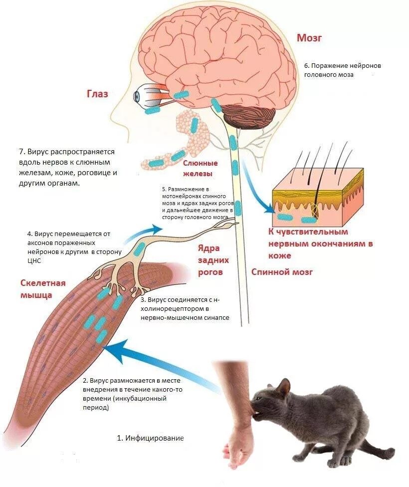 Бешенство этиология. Вирус бешенства патогенез заболевания. Схема распространения в организме вируса бешенства. Патогенез вируса бешенства схема. Бешенство этиология патогенез.