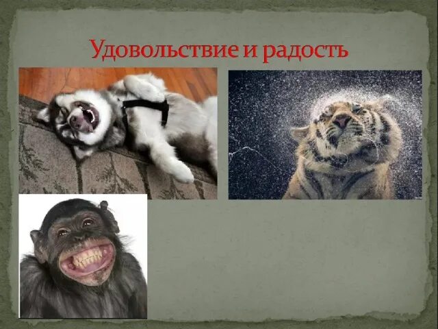 Внутренние чувства животных. Эмоции животных в рисунках. презентация эмоции животных. эмоции животных в рисунках и фотографиях проект. эмоции животных в рисунках и фотографиях 4 класс.