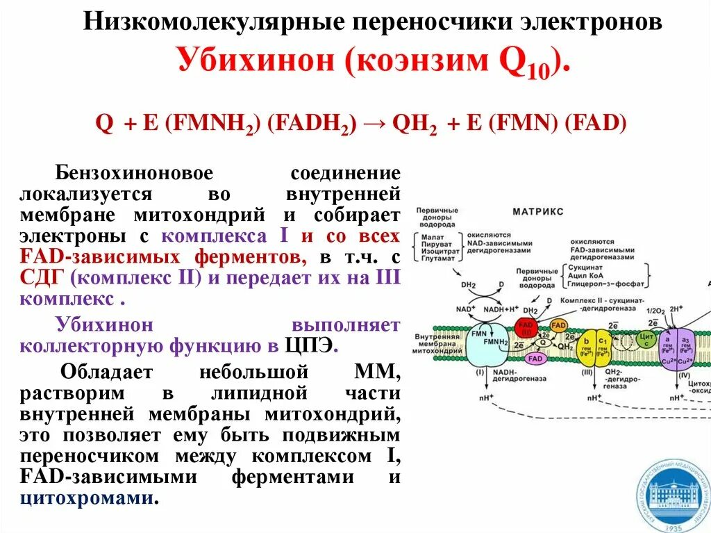 Донором электронов является. Сукцинатдегидрогеназы комплекс. Сукцинатдегидрогеназа биохимия. Сукцинатдегидрогеназа кофермент.