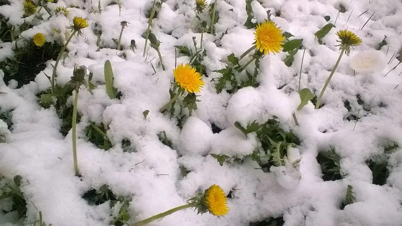 Снег летом. Одуванчик в снегу. Снегопад летом. Лето снег. Теплый летний снег