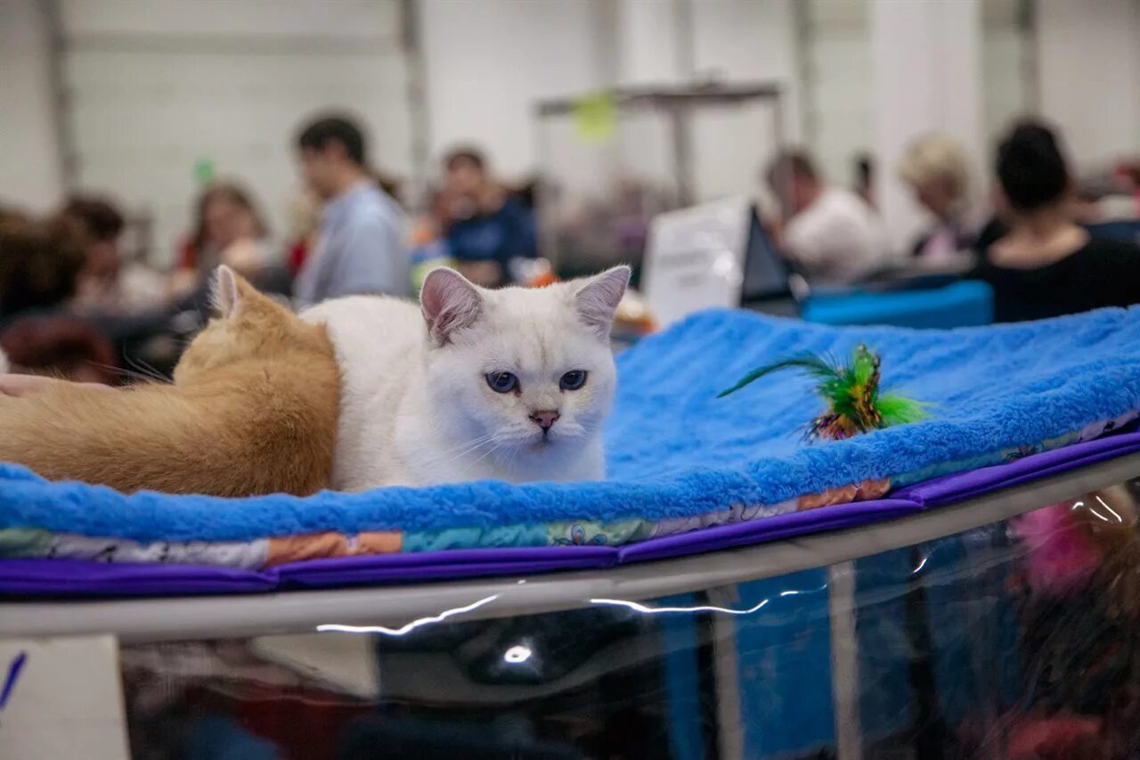 Выставка котят вднх 2025. Выставка кошек. выставка кошек в москве. выставка кошек вднх. павильон 20 сокольники выставка кошек.