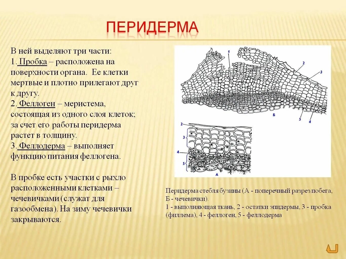 К образованию какой структуры приводит суберинизация. Вторичная покровная ткань бузины - перидерма. Перидерма и чечевички бузины. Эпидерма перидерма пробка корка. Покровные ткани растений перидерма корка.