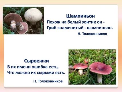 Вопросы про грибы