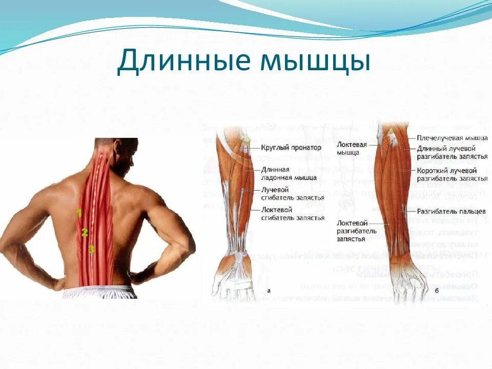 Какие мышцы наиболее развиты. Длинные мышцы. Длинные короткие широкие мышцы. Длинные мышцы примеры. Короткие мышцы.