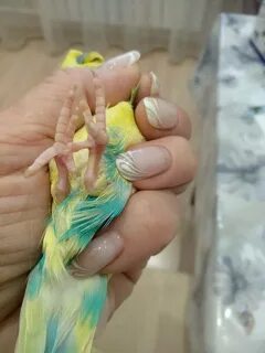 Подагра у попугая