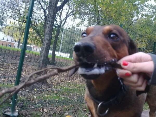 Собаки с пеной изо рта бешенство. У собаки идет пена изо рта. Обильное слюноотделение у собаки. У собаки идет пена изо рта. У собаки идет пена изо рта.