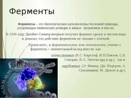 Биологические катализаторы кратко