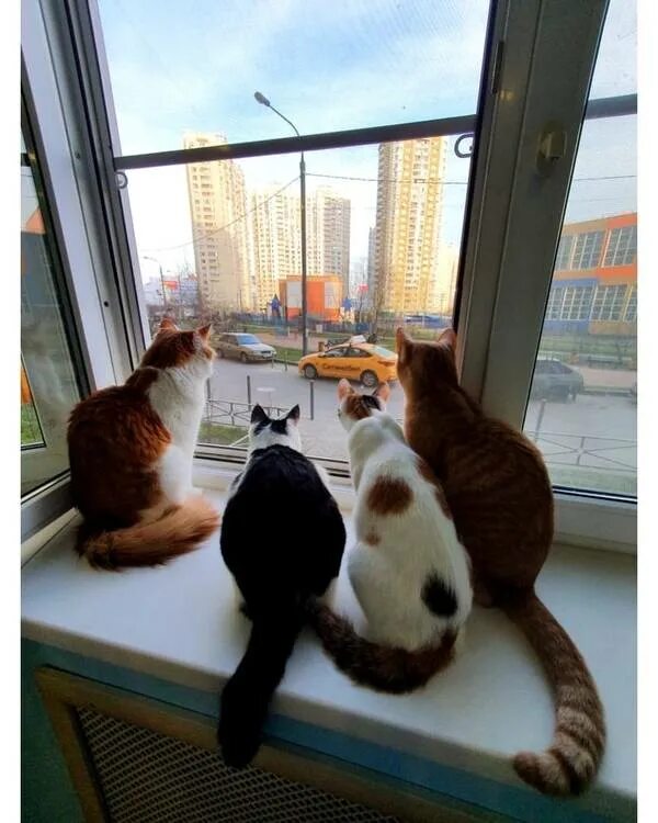 Котокафе муркино, химки. Котокафе в химках горшина. Котокафе муркино, химки. Котокафе муркино, химки. Кафе муркино.