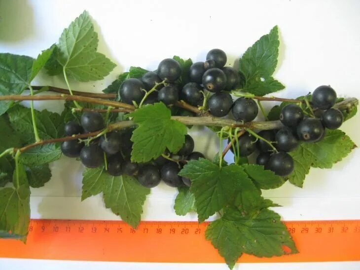 Смородина сорт пигмей. Смородина сорт пигмей. Смородина сорт пигмей. Смородина чёрная пигмей описание сорта. Смородина чёрная пигмей описание сорта.