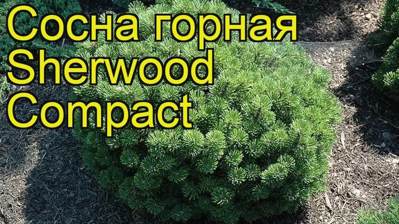 Шервуд компакт. Сосна Горная Varella. Сосна Горная Варелла (Pinus mugo Varella). Сосна Горная Sherwood Compact. Сосна Горная сорт Humpy.