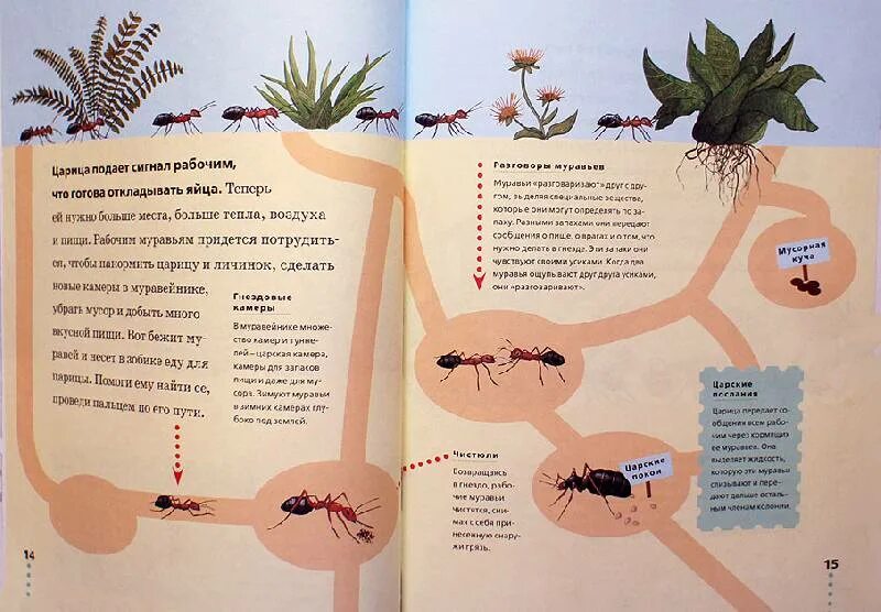 Книга про муравья. Книги о муравьях. Книги про пауков. Детская книга про муравьев.
