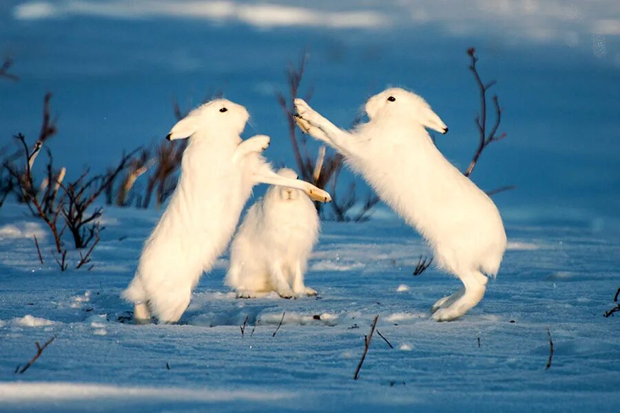шпицбергенский песец. тундровый волк и полярный волк. животные тундры зимой. животные тундры зимой. песец тундра ненцы янао ямал.