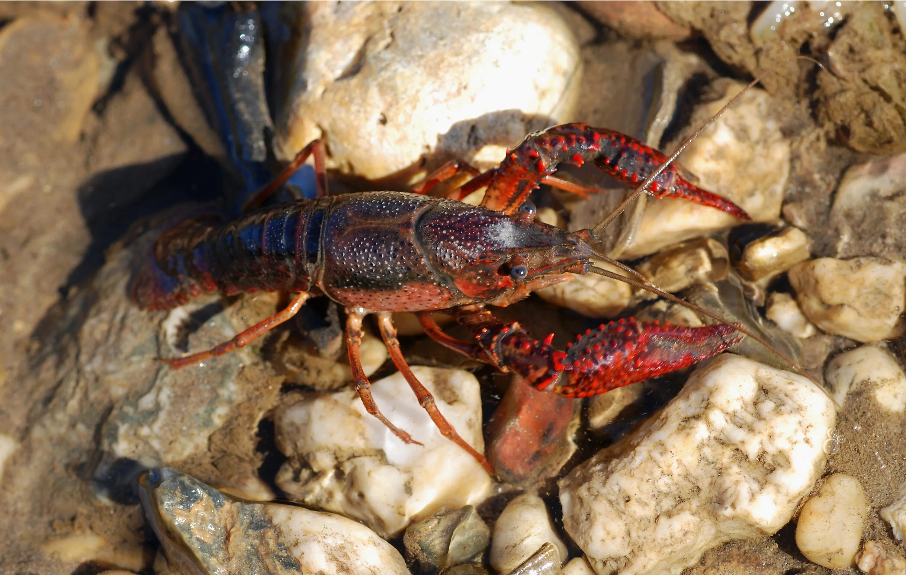 Procambarus clarkii. Рачки болотные. Маленькие ракообразные. Мелкие ракообразные в горных Озерах. Рака така