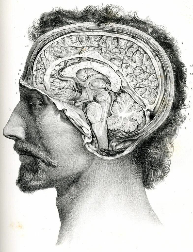 Мозг человека в опьянении. Опьянение внутри головы. Болит голова с левой стороны сзади. Головная боль сзади головы. Опьянение внутри головы.