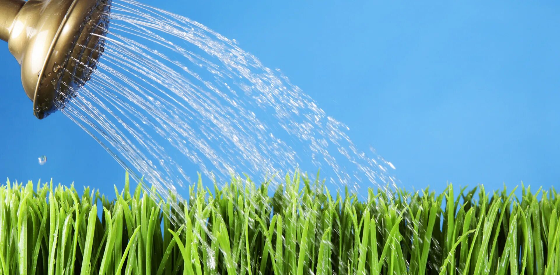 Кому нужна вода. Кому и зачем нужна вода. Цветам нужна вода. Расходование воды растением. Цветам нужна вода.