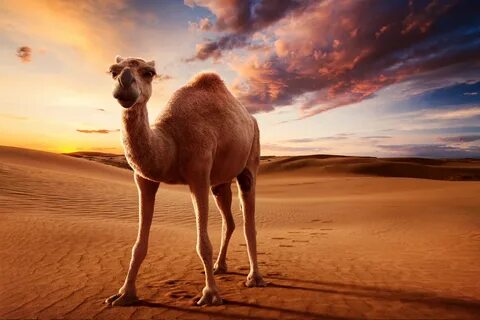 Camel beautiful stars