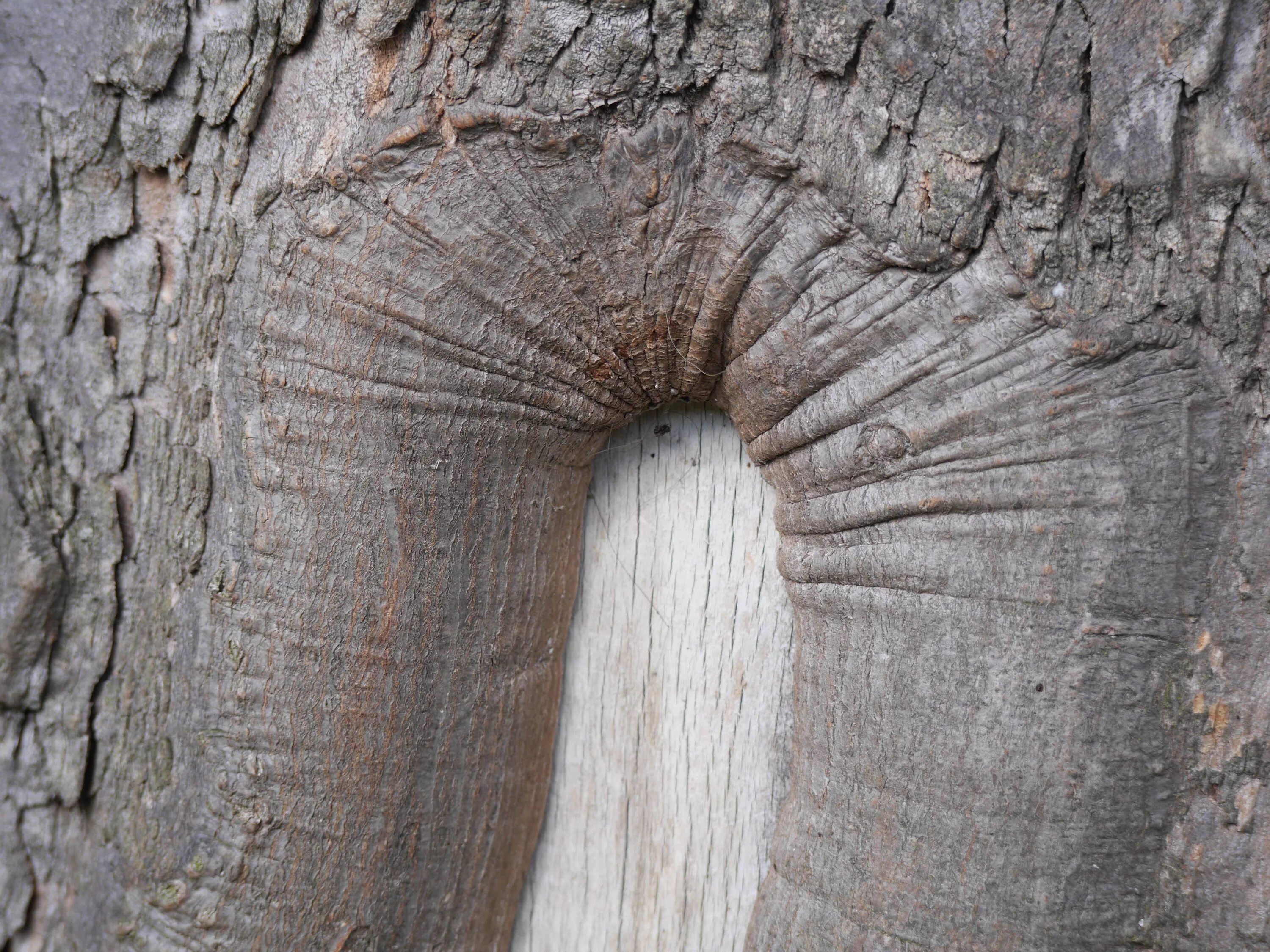 Старинный ствол дерева с отверстием близко. На стволе дерева много круглых дырок. Червоточина в дереве. Дырочка у мальчиков