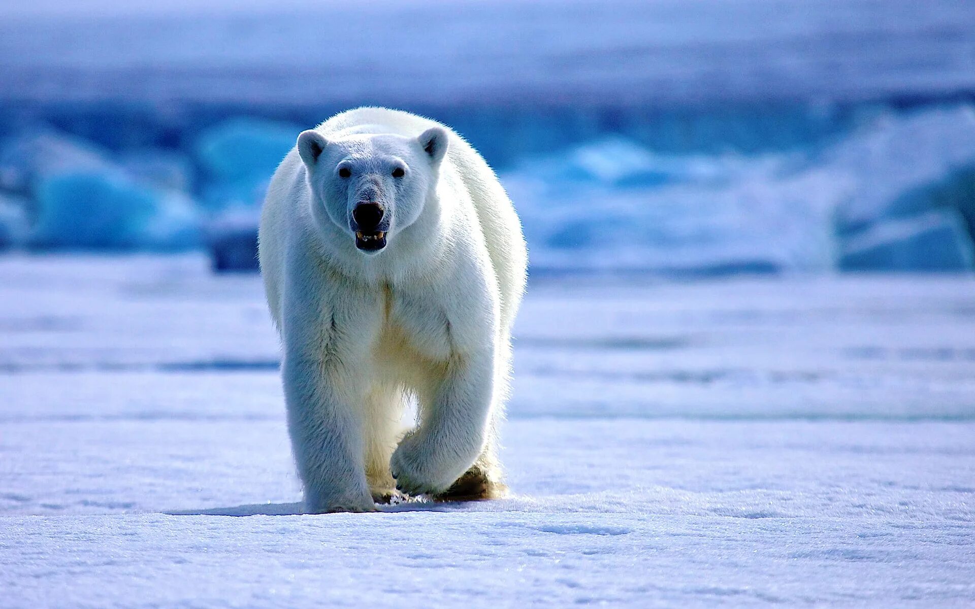 полярные пустыни животные. белый медведь арктических пустынь. белый медведь в пустыне. северный ледовитый океан полюс. белый медведь в пустыне.