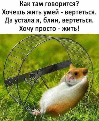 Как говорится как хочешь. Хочешь жить умей вертеться пословица. как говорится хочешь жить умей вертеться. хочешь жить умей вертеться а хочешь хорошо жить. юмористическая картинка хочешь жить умей крутиться.