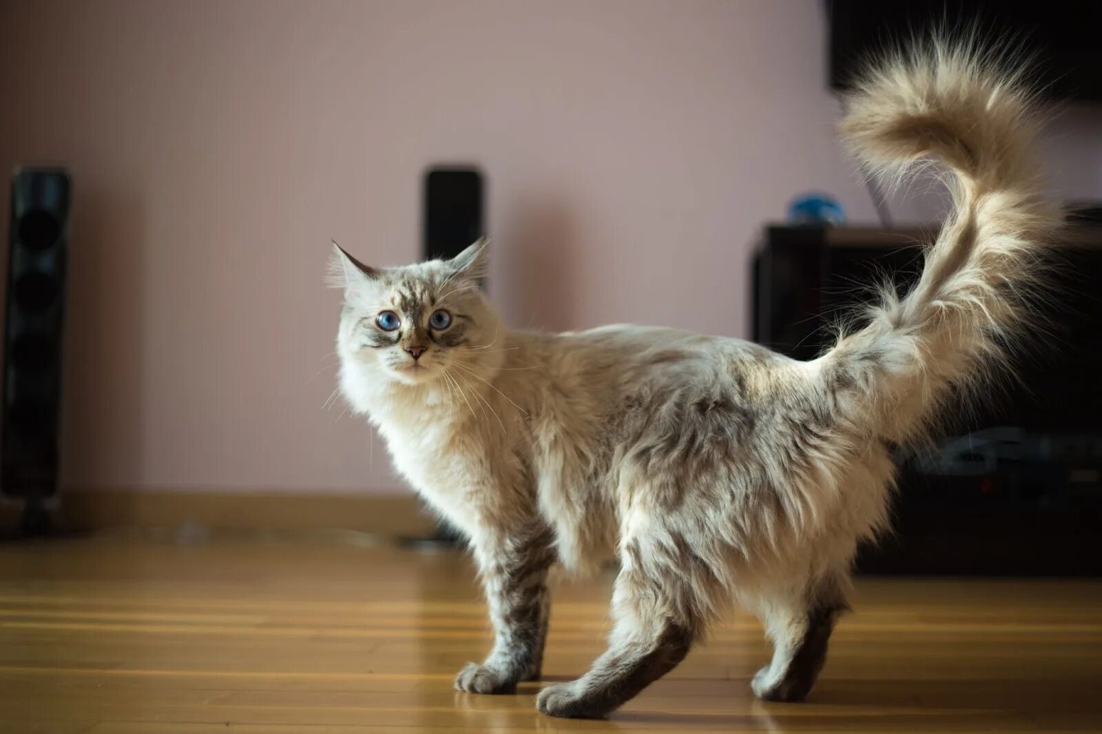 Practicing for Halloween Yellow Striped Cat Arched Back Legs Tail Kleine katzen,