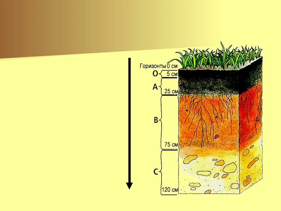 Почвенные горизонты рисунок