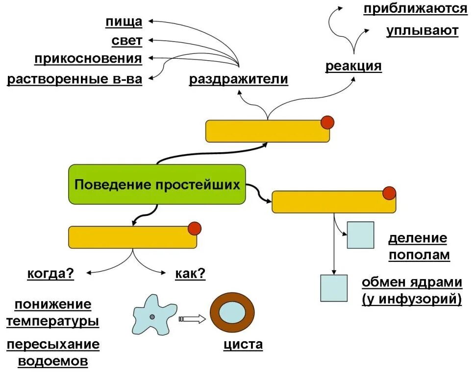 Поведение простейших