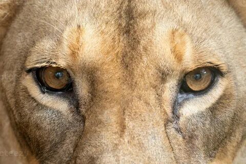 Closer to wildlife