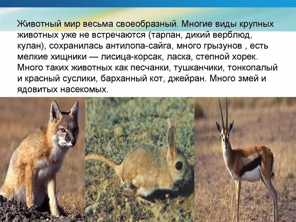 Почему существует много видов животных