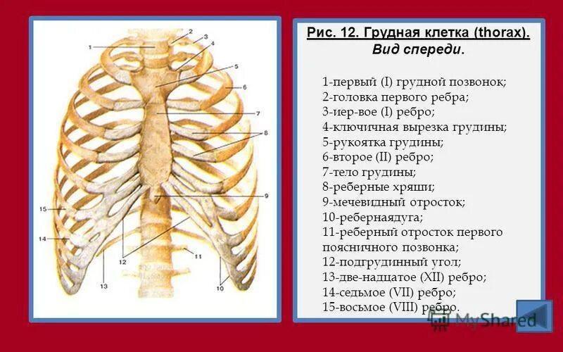 5 6 7 8 ребра. Скелет грудной клетки вид спереди. строение грудной клетки человека скелет. грудина и ребра скелет. строение рёбер человека спереди.
