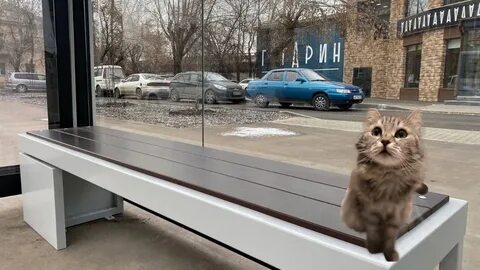 Кошки красноярск