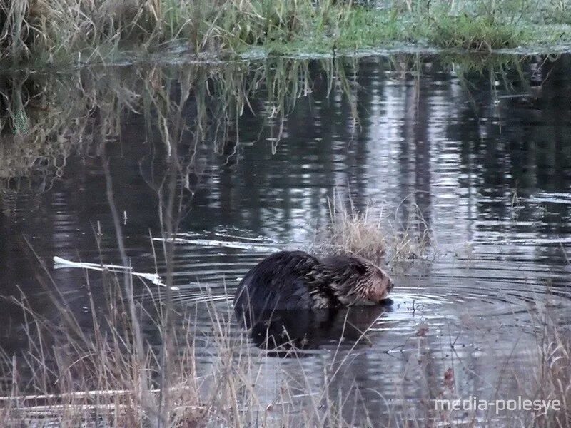 Умные ли бобры. Бобры черные. Лысая ондатра. Бобры опасны для людей. Канадский бобр северной америки.
