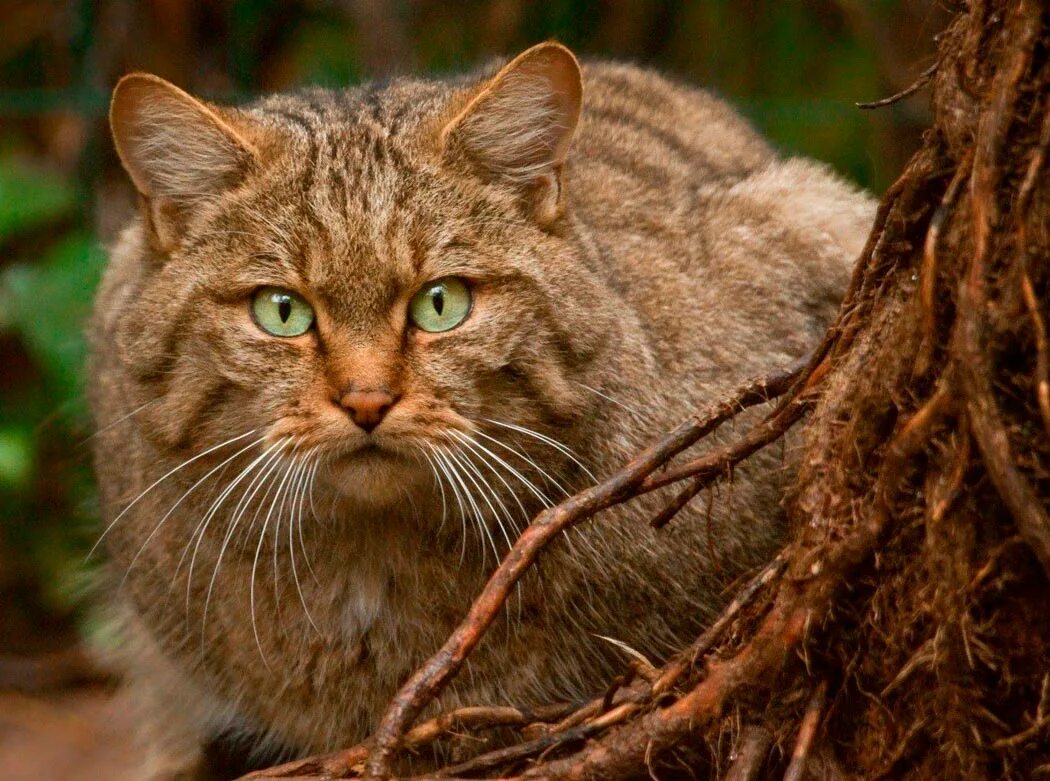 Дикая лесная. Шотландская дикая лесная кошка. кавказский лесной кот. лесной кот краснодарского края. кавказская лесная кошка красная.