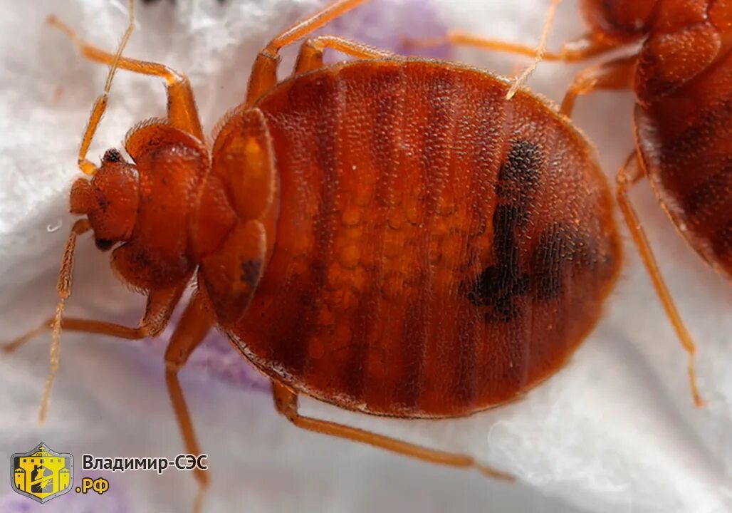 Walking bloodsucker Bed bugs video Bed bugs, Bugs, Bee