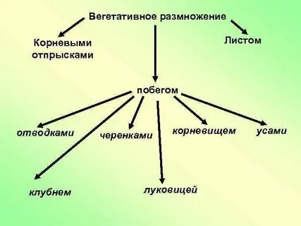 Какое значение имеет размножение биология 5 класс