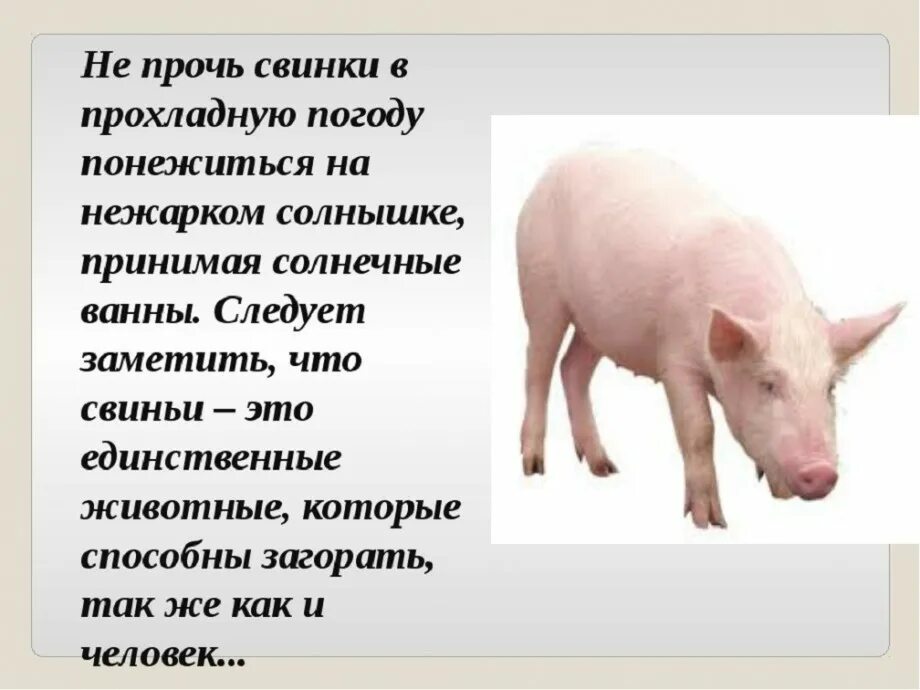 Свинья. Сообщение о домашних животных свинья. Описание свиньи. Свинья описание свиньи. Факты о свиньях