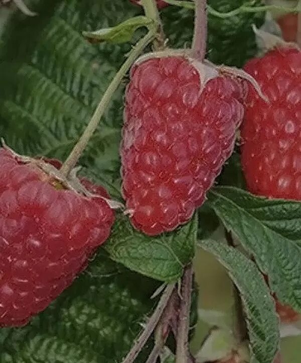 Малина журавлик фото. Ремонтантные сорта малины для юга. Малина сорт жар птица. Ремонтантные сорта малины для юга. Малина оранжевое чудо.