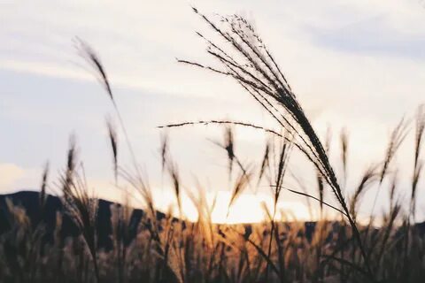 Широкое пшеничное поле