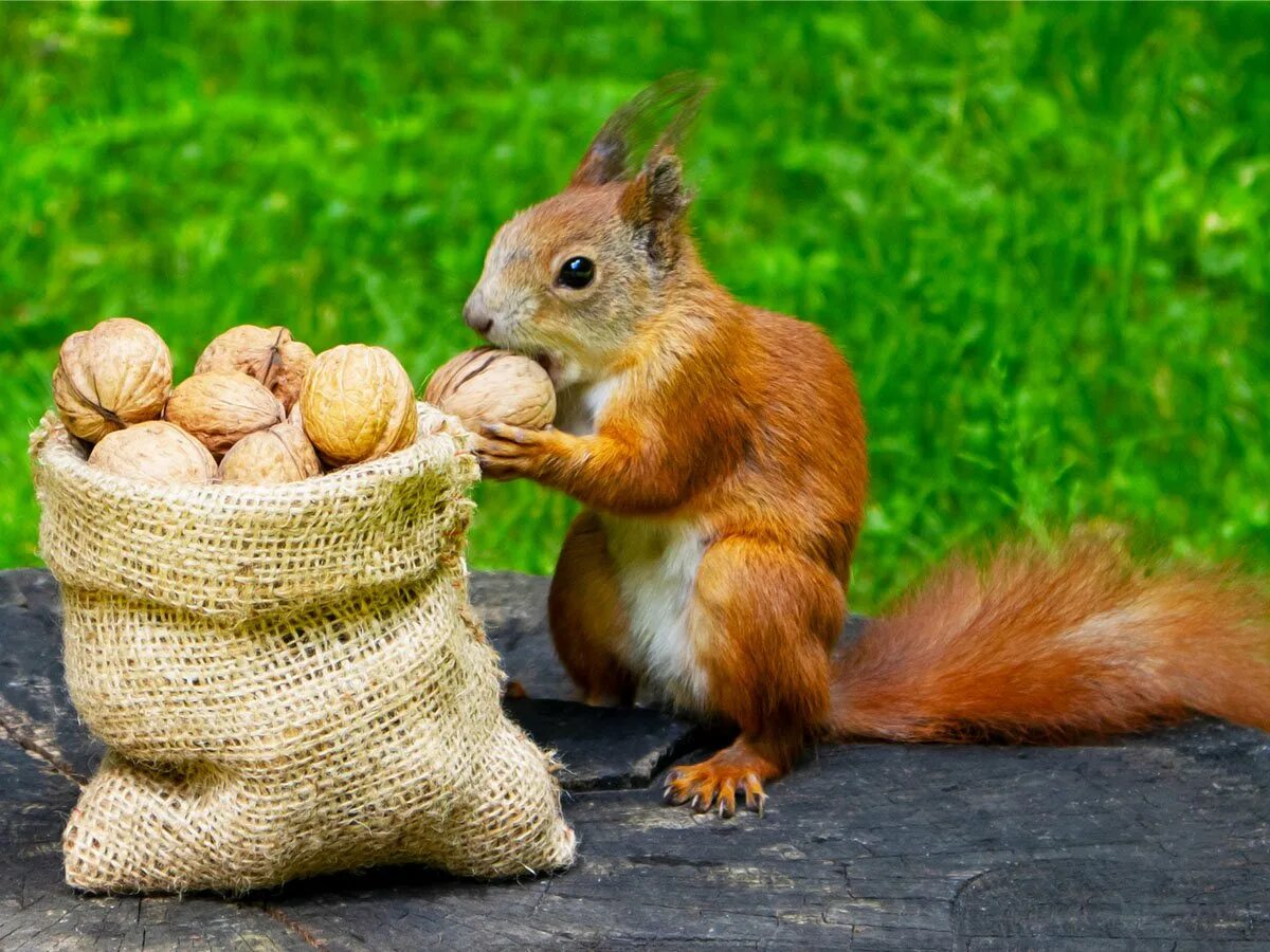 Белке дали орехов. Животные запасают еду на зиму. Животные запасают еду осенью. Навес орех с белкой. Кольцо белка с орешками 24.