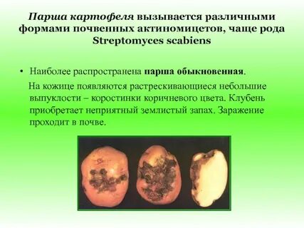 Экспериментатор произвел закладку клубней картофеля