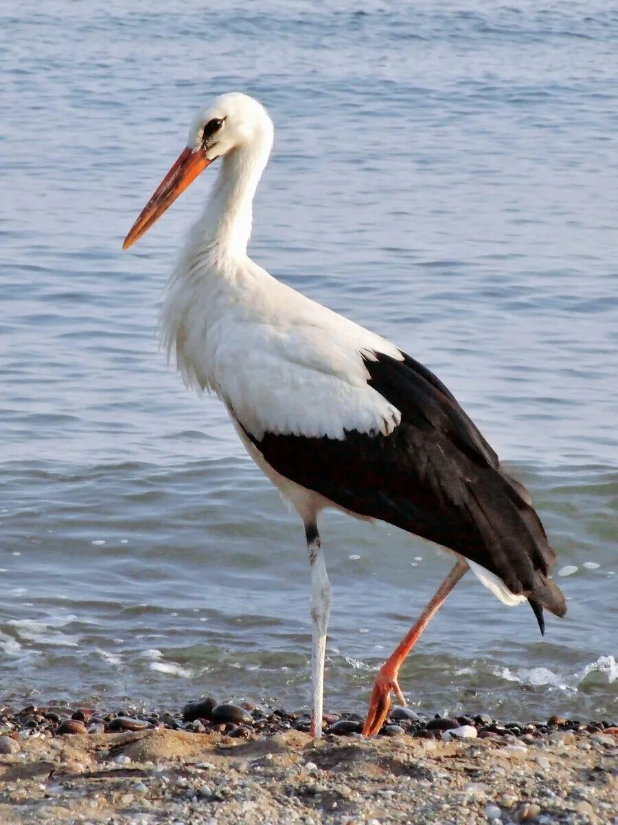 Аист р. Белый аист птица. ciconia ciconia. белый аист перелетная птица. птица с длинными ногами.