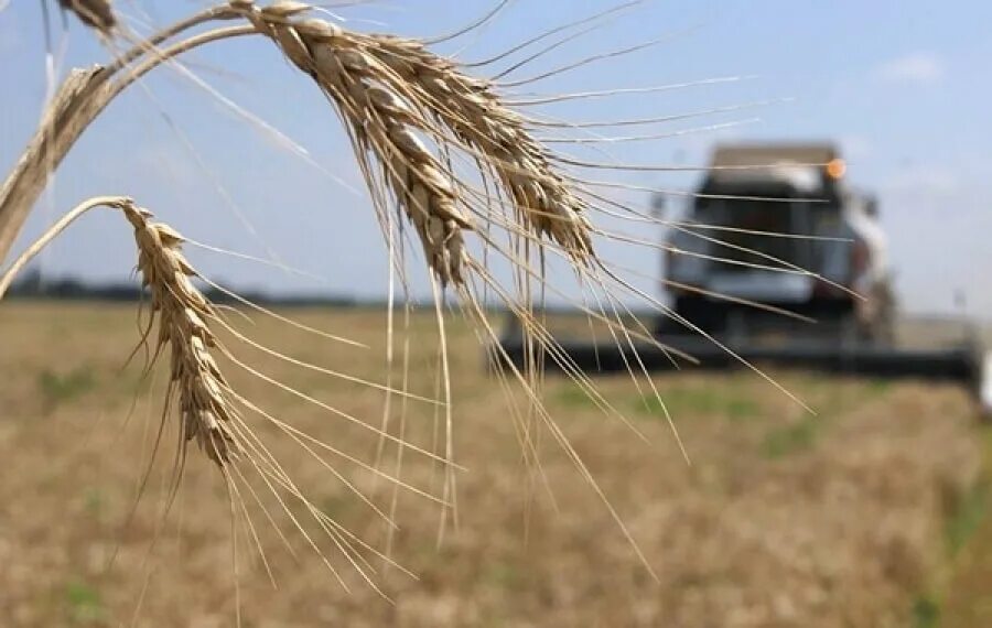 Поддержка сельского хозяйства. Субсидии аграриям. Субсидии для сельхозпроизводителей. Поддержка аграриев.