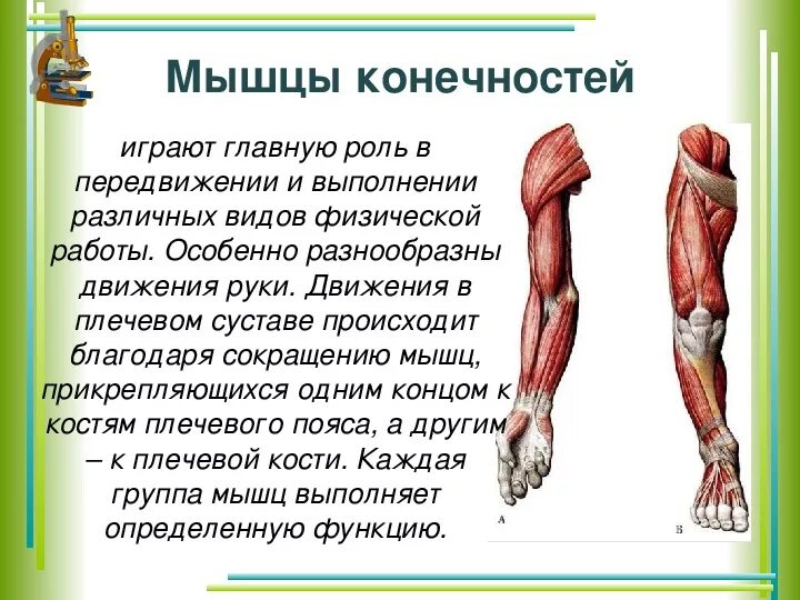 Мышцы 8 класс биология конспект