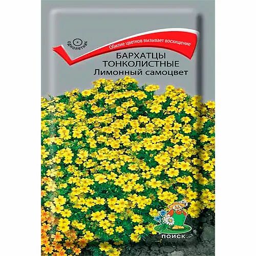 Бархатцы самоцветом. Бархатцы тонколистные Самоцветы. Бархатцы тонколистные Лулу.