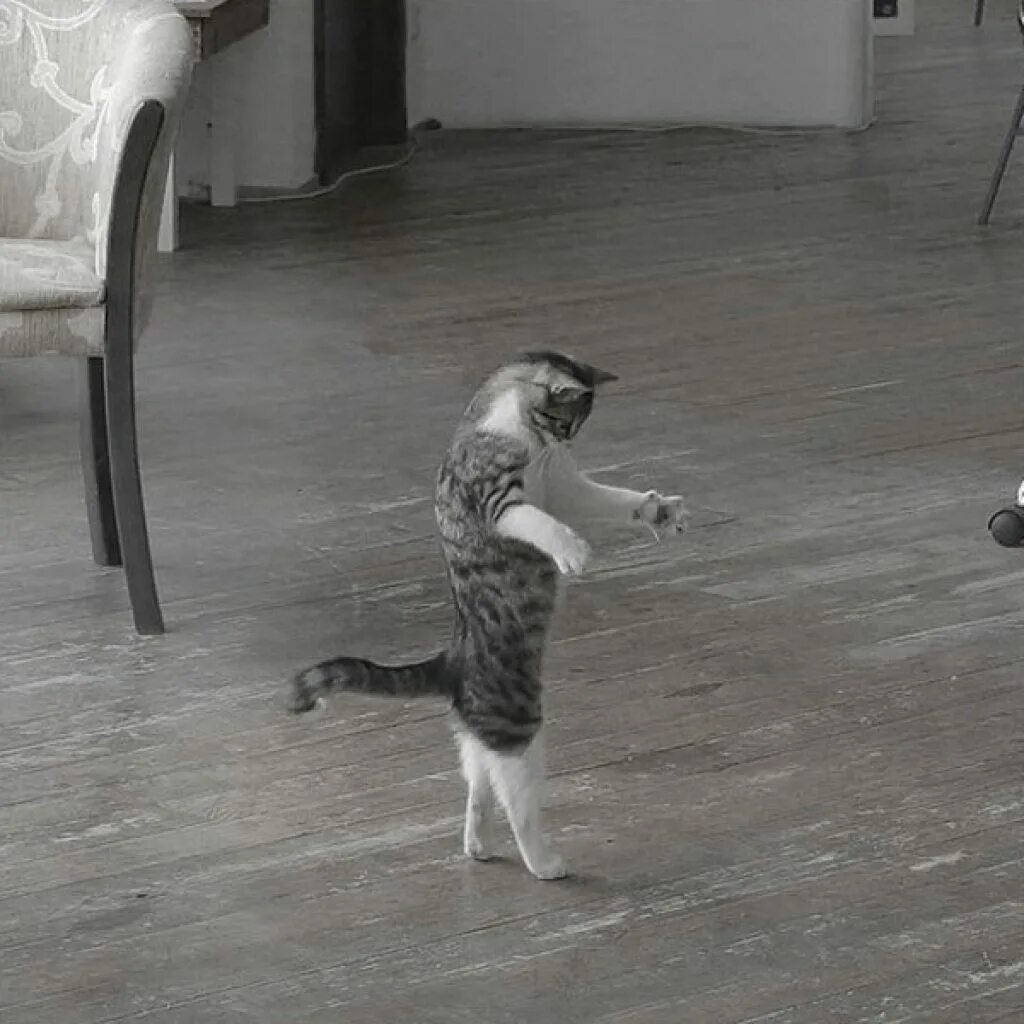 Где коты танцуют. Танцующий кот. Танцующая кошка. Кот танцует. Смешные Танцующие котики.