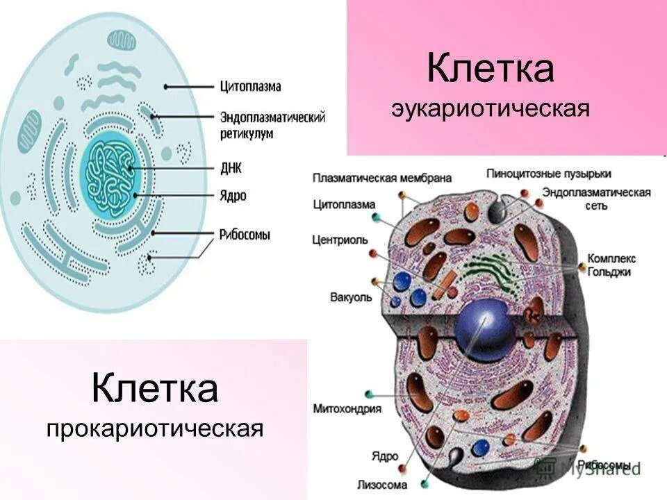 Лизосомы прокариотической клетки. Строение эукариотической клетки структура клетки. Строение клетки эукариот схема. Строение эукариотических клеток схема. Строение эукариот эукариоты клеток.