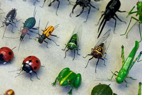 Other insects